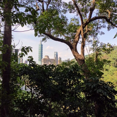 木々の隙間から見える台北101